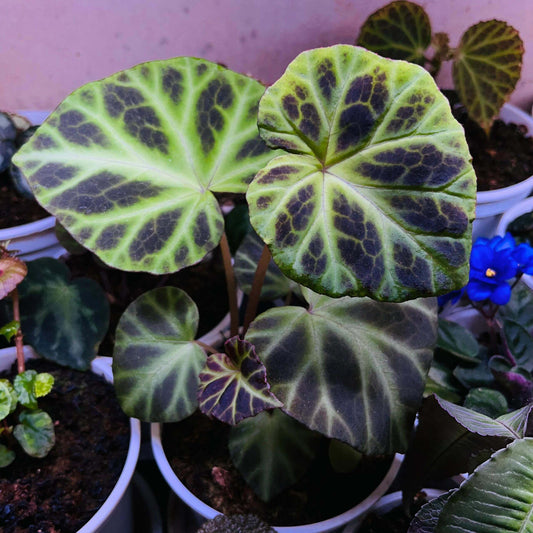 Begonia jubar is a rare begonia species native to Vietnam, prized among collectors for its unique and striking leaf patterns. The mature leaves resemble those of Begonia verrucosum, featuring a velvety texture with distinctive venation. This begonia is relatively uncommon in cultivation, making it a valuable addition to any plant enthusiast's collection.