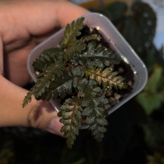 Begonia kelliana is native to the Begowri River basin in northern Papua Province, Indonesia, at elevations between 100 and 160 meters above sea level. This area is part of the "Begonia Corridor," a region spanning elevations from 100 to 600 meters that is home to over 40 species of Begonia. Interestingly, none of these species are tuberous; instead, they predominantly feature rhizomatous or creeping growth forms.