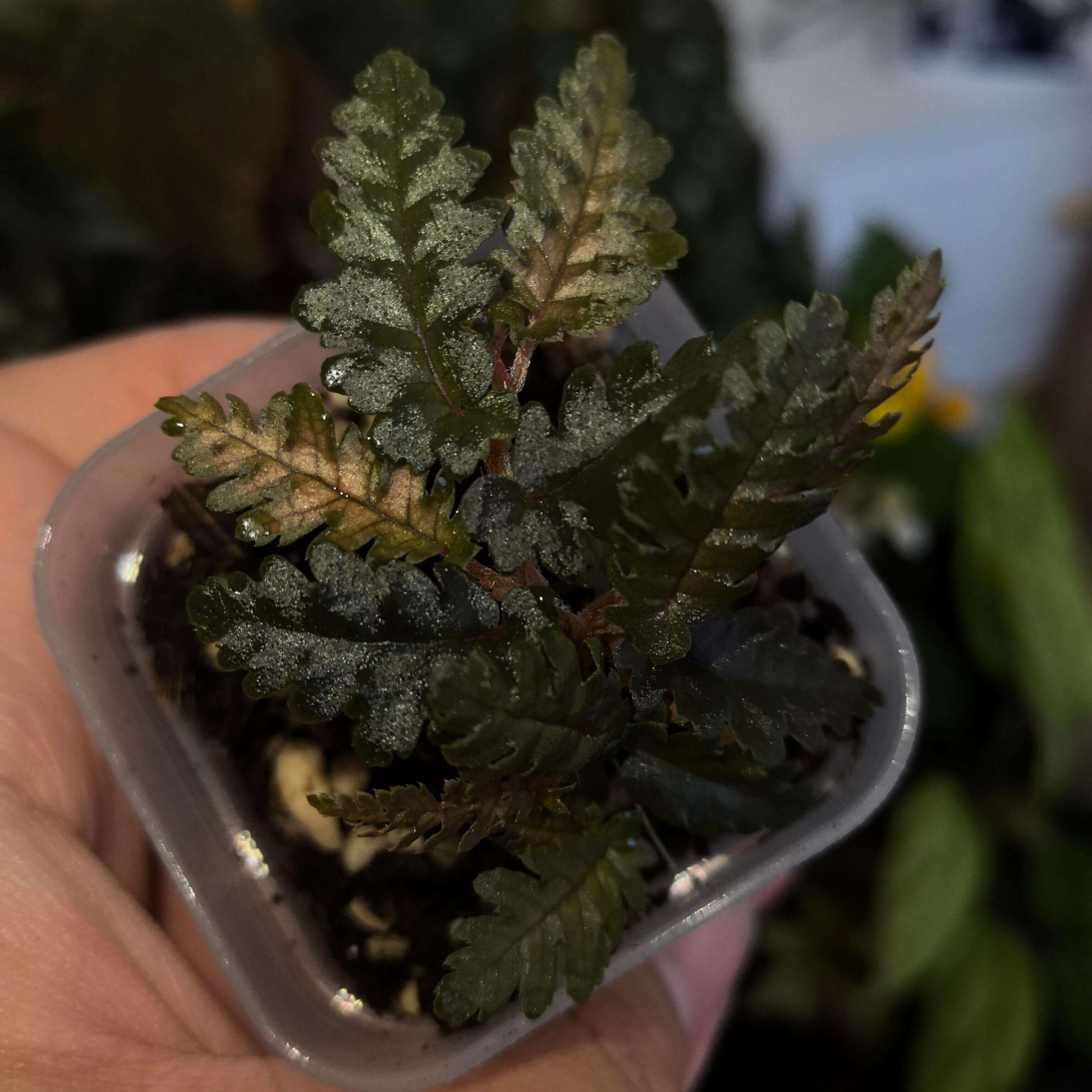 Begonia kelliana is native to the Begowri River basin in northern Papua Province, Indonesia, at elevations between 100 and 160 meters above sea level. This area is part of the "Begonia Corridor," a region spanning elevations from 100 to 600 meters that is home to over 40 species of Begonia. Interestingly, none of these species are tuberous; instead, they predominantly feature rhizomatous or creeping growth forms.