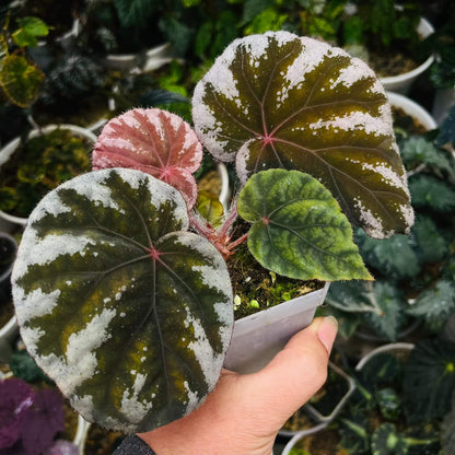 Begonia koksunii is a rare and captivating begonia species native to Malaysia, known for its unique and ornamental foliage. The leaves are a rich green, bordered by a crisp white edge, and both the leaf edges and undersides are covered with soft, fine hairs, adding a velvety texture to the plant. The stems also feature similar fuzzy hairs, enhancing the plant's overall appearance.