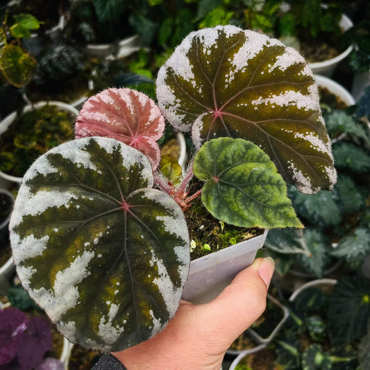 Begonia koksunii is a rare and captivating begonia species native to Malaysia, known for its unique and ornamental foliage. The leaves are a rich green, bordered by a crisp white edge, and both the leaf edges and undersides are covered with soft, fine hairs, adding a velvety texture to the plant. The stems also feature similar fuzzy hairs, enhancing the plant's overall appearance.