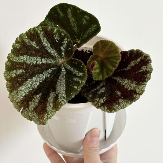 Begonia kui is a rare rhizomatous begonia species native to northern Vietnam. Known for its stunning foliage and closely related to Begonia versicolor, Begonia kui features heart-shaped leaves with intricate green and reddish-brown veining, complemented by white or light green spots along the edges. This begonia is perfect for enthusiasts seeking an exotic and low-maintenance addition to their collection.