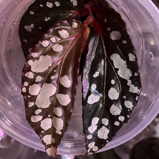 Begonia lailana, a rare species from Sarawak, Malaysia, has dark green leaves dotted with striking white spots. It thrives in humid, shaded conditions with well-draining soil, prized by collectors for its unique foliage.