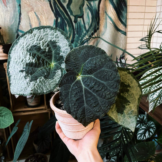 Begonia lanternaria is a stunning rhizomatous begonia native to the humid forests of Guangxi (China) and Vietnam. This begonia is prized for its large, asymmetrical leaves that are pale green with a nearly silver hue, accented by a bold dark vein running through them. The green, slightly hairy stems and small white to pale pink flowers further add to its charm. This plant thrives in its natural habitat on limestone rocks and requires specific care to replicate those conditions.