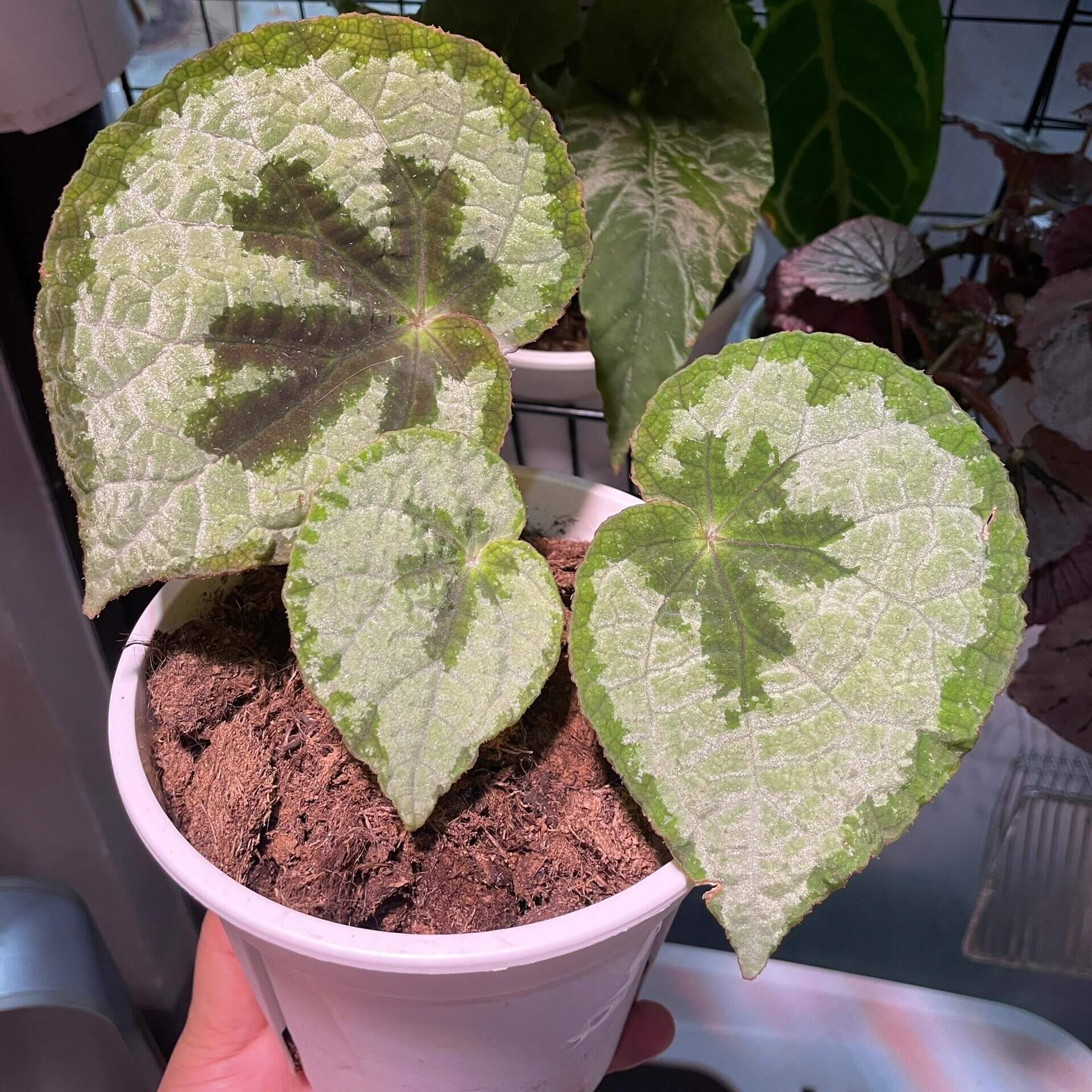Begonia lanternaria is a stunning rhizomatous begonia native to the humid forests of Guangxi (China) and Vietnam. This begonia is prized for its large, asymmetrical leaves that are pale green with a nearly silver hue, accented by a bold dark vein running through them. The green, slightly hairy stems and small white to pale pink flowers further add to its charm. This plant thrives in its natural habitat on limestone rocks and requires specific care to replicate those conditions.