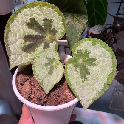 Begonia lanternaria is a stunning rhizomatous begonia native to the humid forests of Guangxi (China) and Vietnam. This begonia is prized for its large, asymmetrical leaves that are pale green with a nearly silver hue, accented by a bold dark vein running through them. The green, slightly hairy stems and small white to pale pink flowers further add to its charm. This plant thrives in its natural habitat on limestone rocks and requires specific care to replicate those conditions.
