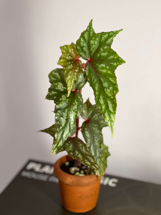 Begonia laruei 'Berastagi' is a captivating cultivar known for its stunning, ornamental foliage and vibrant patterns. This variety is a form of Begonia laruei, first described by Mark Hughes in 2009. Native to the Berastagi region, this begonia is an exceptional choice for collectors who appreciate unique, visually striking plants. Its bold, patterned leaves make it a standout in any collection.