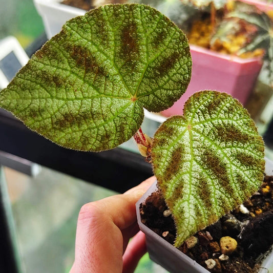 Begonia larvata, native to the mountainous regions of Guangxi, China, is a stunning begonia species known for its heart-shaped leaves and unique leaf patterns. The leaves feature green veins surrounded by silver-white outlines, creating a beautiful contrast. Additionally, the surface of the leaves is dotted with brown speckles, adding texture and visual interest, while the edges are softly covered in fine fuzz.