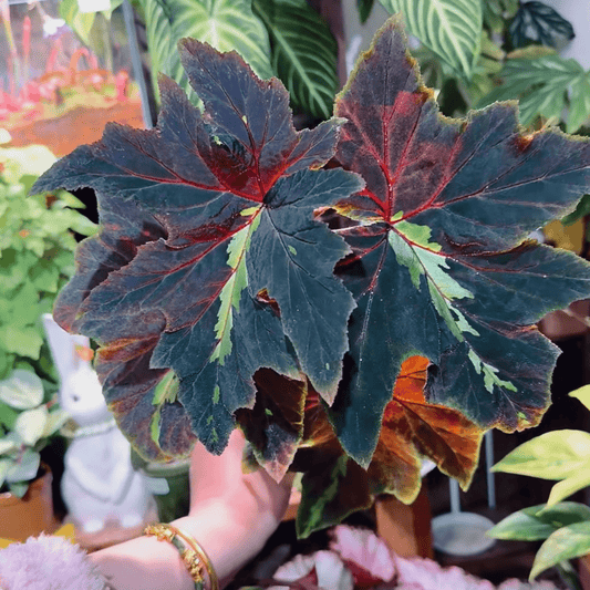Begonia leathermaniae is a striking and rare species known for its large, palmate leaves that feature a unique central stripe. As a young plant, the central stripe is highly visible, creating a bold contrast with the dark green background. However, as the plant matures, the stripe fades slightly, giving way to a more uniform leaf color while still retaining its captivating appearance.