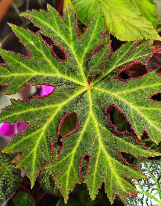 Begonia liangguangensis is a rare begonia species native to Guangxi, China.