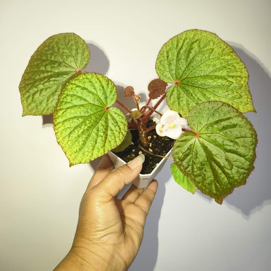 Begonia limprichtii is a rare and visually striking species native to the shaded, humid environments of China. Known for its heart-shaped leaves adorned with vibrant green color and red hairs, this begonia offers a unique texture that will stand out in any plant collection. The red-haired stems further enhance its ornamental appeal, making it a perfect choice for collectors and plant enthusiasts.