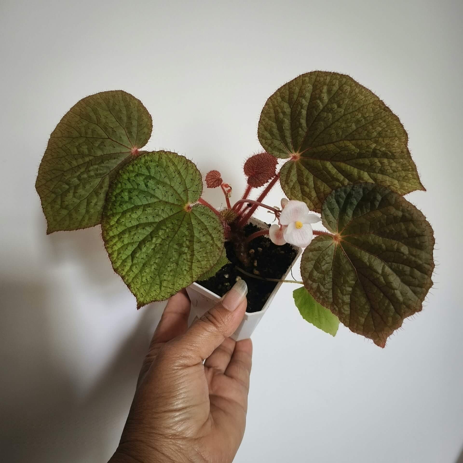 Begonia limprichtii is a rare and visually striking species native to the shaded, humid environments of China. Known for its heart-shaped leaves adorned with vibrant green color and red hairs, this begonia offers a unique texture that will stand out in any plant collection. The red-haired stems further enhance its ornamental appeal, making it a perfect choice for collectors and plant enthusiasts.