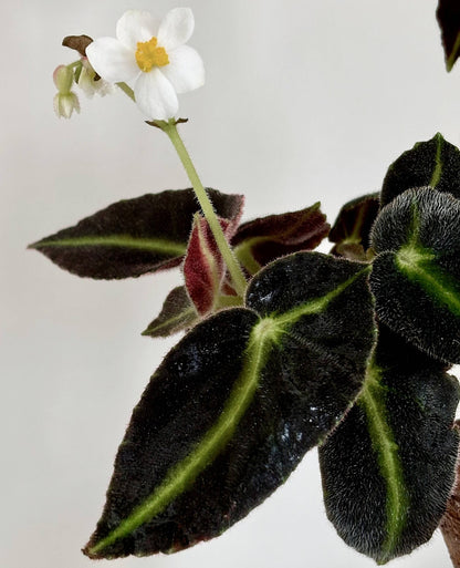 Begonia listada is a stunning begonia species native to Brazil, known for its striking leaf patterns and velvety texture. The leaves are a deep olive green with a distinctive white to pale yellow central vein, while the undersides of the leaves are a rich red. This plant’s beautiful foliage and delicate white and pink flowers make it an ideal addition to any plant collection. Perfect for indoor spaces with high humidity, Begonia listada thrives in warm, indirect light.