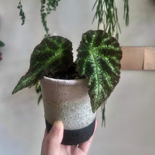 Begonia locii is a rare and stunning begonia species native to the limestone regions of Vietnam. First described in 2015, this begonia is celebrated for its beautiful foliage. The leaves are a deep green with striking silver-white veins running through the center, creating a vivid contrast that makes the plant stand out in any collection. The pronounced veins add texture and depth to the foliage, making Begonia locii a visually captivating plant.