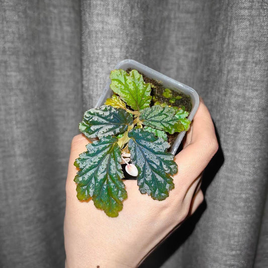 Begonia loheri Merr. is a species in the family Begoniaceae, belonging to section Petermannia, and is native to the Philippines.