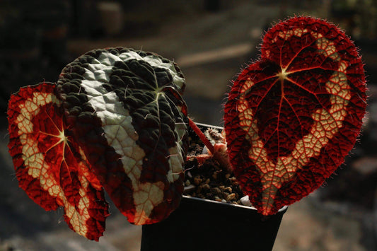 Begonia longiciliata, formerly known as Begonia sizemoreae, is a distinctive begonia species native to regions including Vietnam, Laos, and parts of China such as Yunnan, Guizhou, and Guangxi provinces. Recognized for its unique leaf structure and resilience, this begonia is an excellent choice for both novice and seasoned plant enthusiasts.