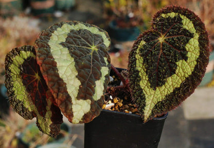 Begonia longiciliata, formerly known as Begonia sizemoreae, is a distinctive begonia species native to regions including Vietnam, Laos, and parts of China such as Yunnan, Guizhou, and Guangxi provinces. Recognized for its unique leaf structure and resilience, this begonia is an excellent choice for both novice and seasoned plant enthusiasts.