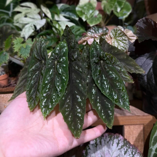 Begonia lubbersii is a striking cane-type begonia native to the Atlantic Forest of Brazil. Typically growing to a height of 12 to 18 inches, it is suitable for smaller spaces or as a potted plant. Its elongated, pointed leaves are adorned with silver spots and attached near the middle of the leaf. The plant produces large, white, fragrant flowers that bloom intermittently.