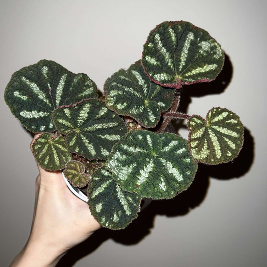 Begonia lui is a captivating begonia species, first described in 2020. Native to the mountainous forests of Jingxi County, Guangxi Zhuang Autonomous Region in China, this begonia is admired for its unique and stunning foliage. With deep green leaves adorned with striking white patches, it creates a visually appealing contrast that stands out. The plant also has striking red undersides, enhancing its overall beauty and making it an exceptional addition to any plant collection.