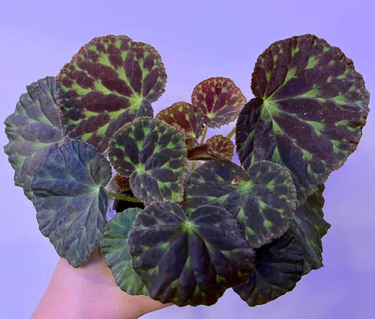 Begonia luzhaiensis, also known as the Luzhai begonia, is a rare and striking species native to the limestone cliffs and rocky slopes of Guangxi, China. With its unique, variegated foliage and vibrant colors, this begonia is perfect for plant collectors looking to add an exotic touch to their collection. Key Features: Leaf Appearance: The leaves of Begonia luzhaiensis are asymmetrical and thin, with a bright green color highlighted by black spots along the veins, giving them a distinctive variegated look.