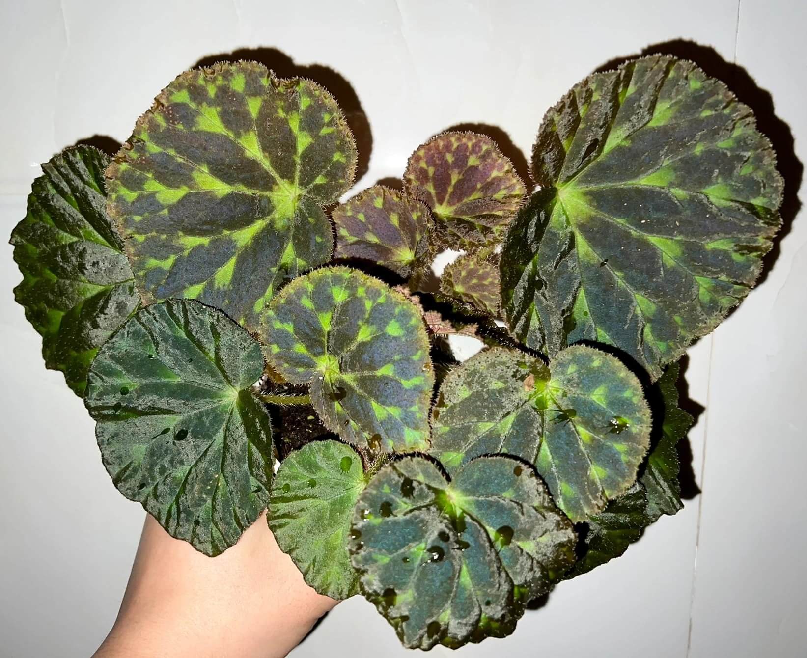 Begonia luzhaiensis, also known as the Luzhai begonia, is a rare and striking species native to the limestone cliffs and rocky slopes of Guangxi, China. With its unique, variegated foliage and vibrant colors, this begonia is perfect for plant collectors looking to add an exotic touch to their collection. Key Features: Leaf Appearance: The leaves of Begonia luzhaiensis are asymmetrical and thin, with a bright green color highlighted by black spots along the veins, giving them a distinctive variegated look.