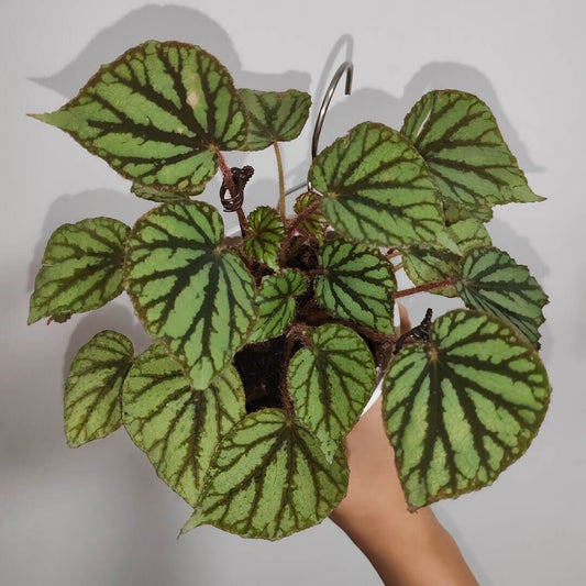 Begonia luzonensis is a delightful Begonia species native to Luzon, Philippines. Its striking silvery-green leaves are decorated with dark olive veins, and the fringed edges give it a unique and elegant look. This Begonia thrives in humid environments, making it an ideal choice for terrariums, greenhouses, or indoor spaces with high humidity. It’s perfect for those who love distinctive foliage and beautiful, continuous blooms.