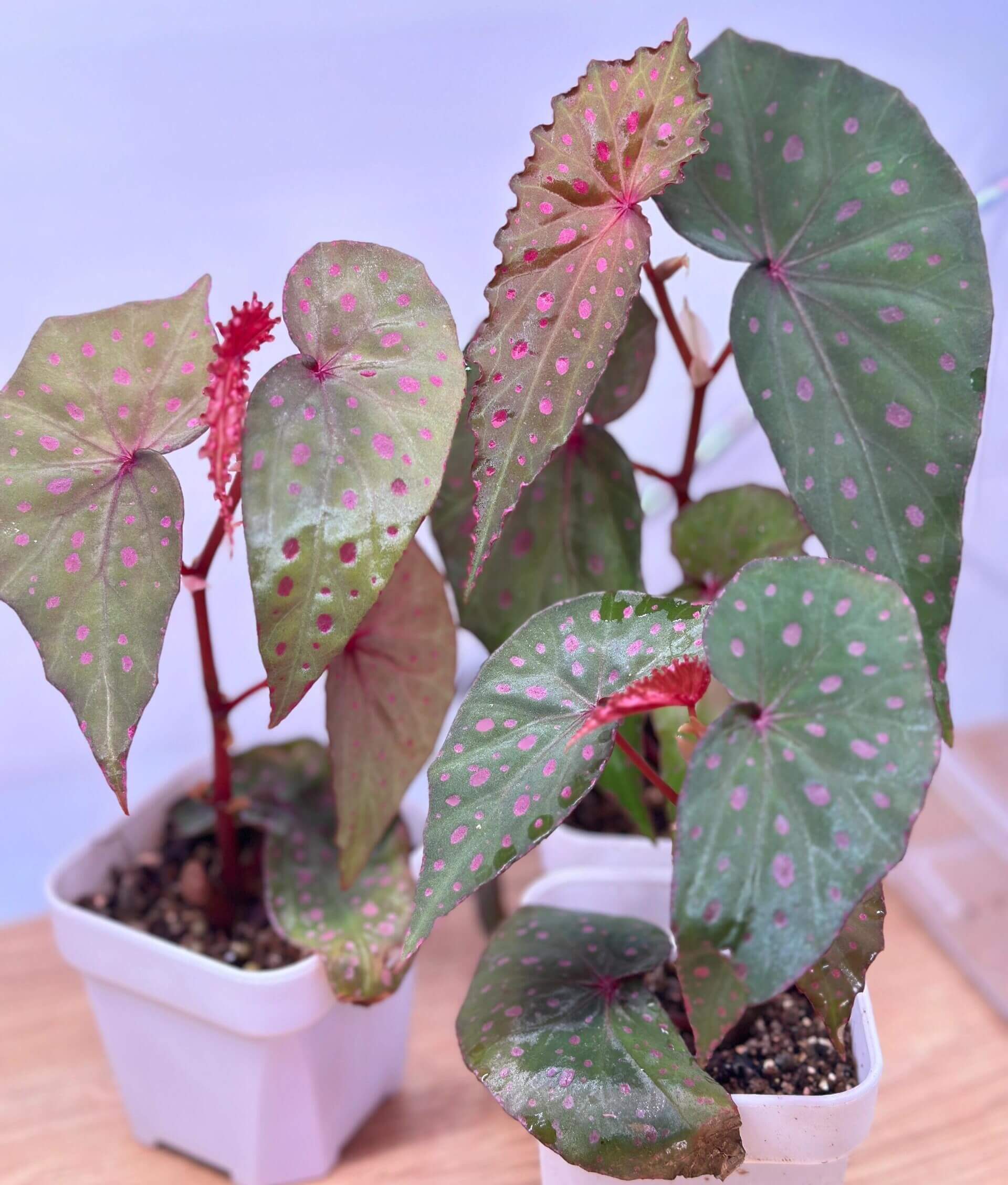 Discover the exquisite beauty of Begonia malachosticta, a rare species native to the Sabah region of Malaysia. This striking Begonia features slender, deep green leaves adorned with unique pink spots, creating a stunning contrast. As the plant matures, the vibrant red stems and petioles remain, complementing the beautiful, spotted foliage. Perfect for collectors or plant enthusiasts looking for a standout piece, Begonia malachosticta thrives in high humidity environments and is relatively easy to care for.