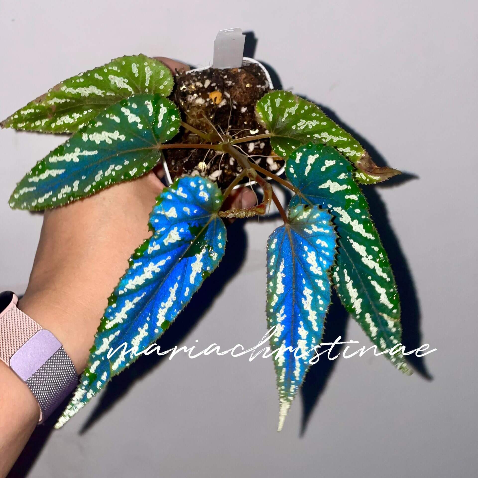 Begonia mariachristinae originates from northern Myanmar, particularly in evergreen subtropical forest areas. It is distinguished by its unique floral structure, featuring four female perianth segments and two ovary locules, and it is dioecious with separate male and female plants. The species has slender green leaves adorned with white spots, and under low-light conditions the foliage reflects a subtle bluish sheen, adding to its ornamental appeal.