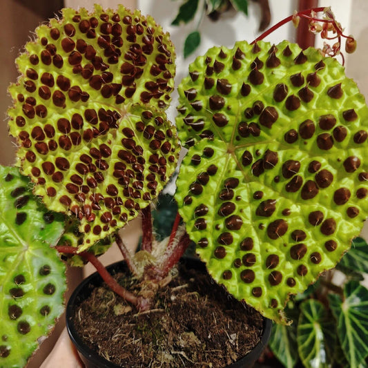Begonia melanobullata is an exceptional and rare begonia species native to the cliffs of northern Vietnam. Known for its distinctive foliage, this begonia features light green leaves with dark, raised spots (bullae) that are topped with fine hairs, giving the leaves a unique texture and appearance. Ideal for plant enthusiasts, Begonia melanobullata is perfect for terrariums, greenhouses, or any environment with high humidity.