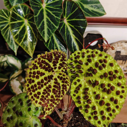 Begonia melanobullata is an exceptional and rare begonia species native to the cliffs of northern Vietnam. Known for its distinctive foliage, this begonia features light green leaves with dark, raised spots (bullae) that are topped with fine hairs, giving the leaves a unique texture and appearance. Ideal for plant enthusiasts, Begonia melanobullata is perfect for terrariums, greenhouses, or any environment with high humidity.