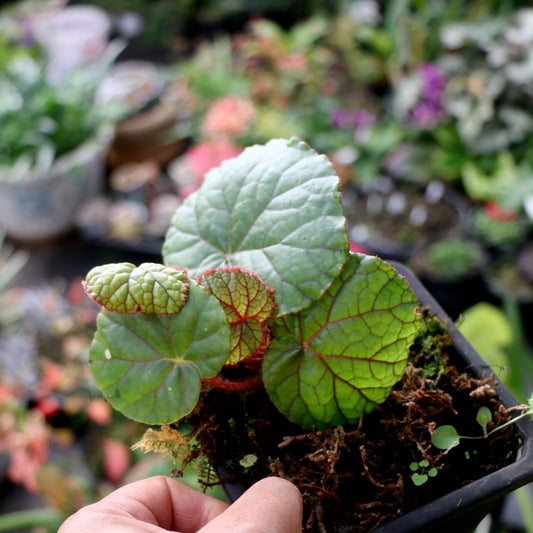 Begonia menglianensis is a rare begonia species native to the Menglian region of Yunnan Province, China.