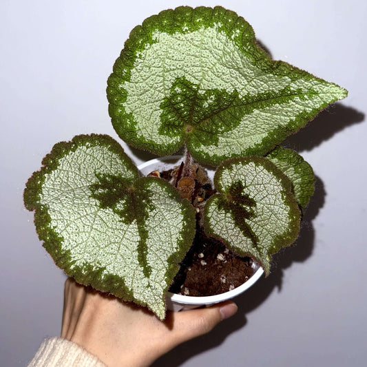 Begonia morsei is a rare and exquisite species native to the Guangxi region of China, known for its unique growing conditions and stunning appearance. First described by Irmscher in 1939, this begonia thrives in shaded, humid environments, typically found on cave walls and the undersides of forest rocks. With its distinctive habitat preferences and rarity, Begonia morsei is a prized addition for advanced plant collectors and horticultural enthusiasts.