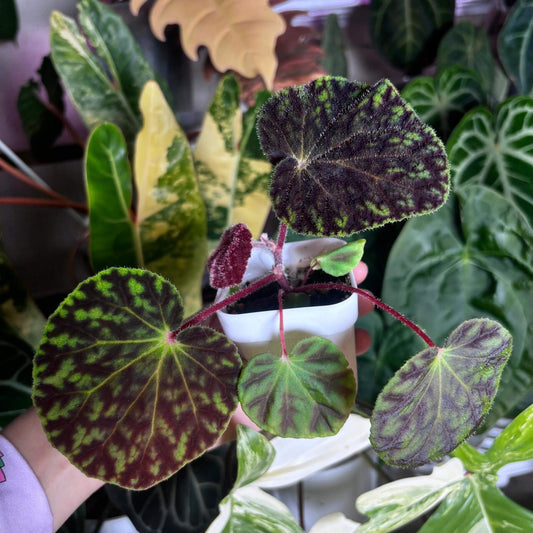 Begonia murina is a rare and stunning species of begonia native to Southeast Asia, particularly found in Thailand and Laos. It is known for its distinct velvety leaves, which give it an elegant and soft appearance. This begonia thrives in high-humidity environments and is perfect for terrariums, greenhouses, or other humid spaces where it can flourish. Features: Velvety, Textured Leaves: The plant's leaves are soft and velvety, with a unique texture that adds a tactile element to your collection.