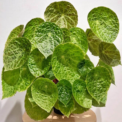 Begonia natunaensis is indeed a rare and captivating rhizomatous species, native to Mt. Ranai on the Natuna Islands (Indonesia), described in 2014. It’s prized among collectors for its textured leaves and compact form.