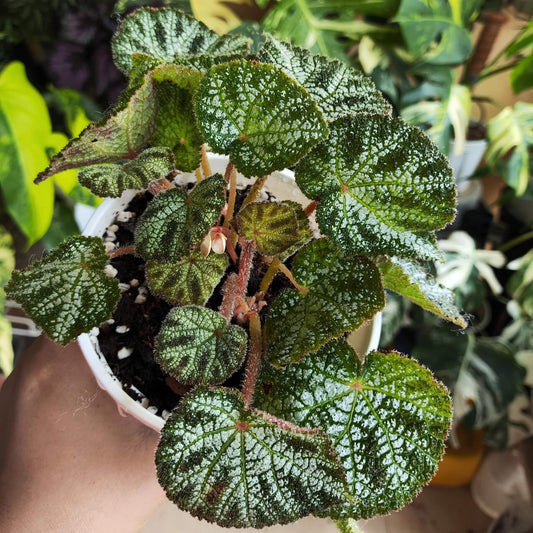 Begonia ningmingensis is a remarkable begonia species native to the Guangxi region of China, officially described in 2006. Known for its striking foliage and resilience, Begonia ningmingensis thrives in shaded, humid environments, making it an ideal choice for indoor plant enthusiasts looking to add a rare and unique specimen to their collection.