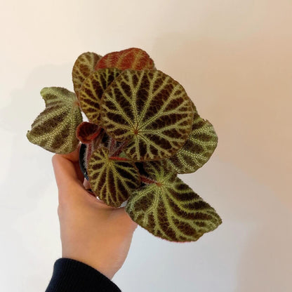 Begonia ningmingensis var. bella is a stunning begonia variety from the Guangxi region in China, prized for its unique foliage and striking appearance. Known for its beauty and elegance, this begonia is an excellent choice for plant enthusiasts looking to add a rare and visually captivating specimen to their collection.