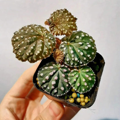 Begonia ocellata is a rare and stunning species native to West Sumatra, Indonesia. Known for its unique, green leaves adorned with small white spots, each containing fine hairs, this begonia is a true gem for plant collectors. The leaves are tightly clustered, forming a dense, mound-like growth habit, which makes it a perfect plant for both indoor gardens and terrariums.