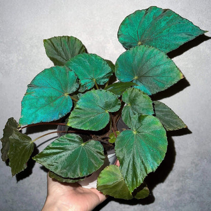 Begonia pavonina, often referred to as the Peacock Begonia, is a striking and visually captivating plant. Known for its unique, iridescent leaves that resemble the vibrant colors of a peacock's feathers, this begonia is a true showstopper in any indoor garden.