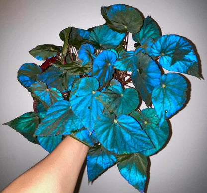 Begonia pavonina, often referred to as the Peacock Begonia, is a striking and visually captivating plant. Known for its unique, iridescent leaves that resemble the vibrant colors of a peacock's feathers, this begonia is a true showstopper in any indoor garden.