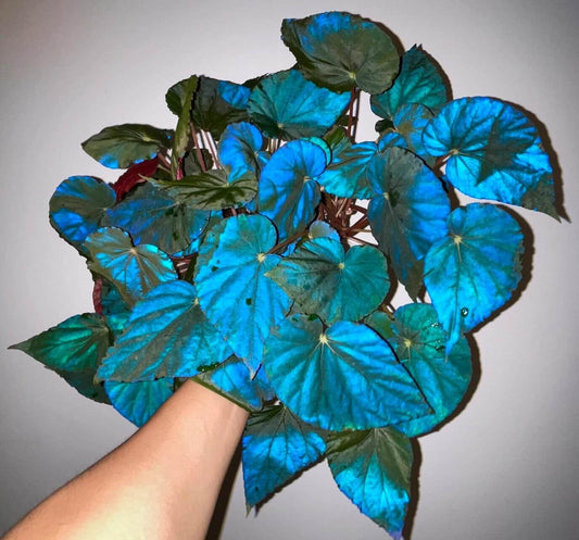 Begonia pavonina, often referred to as the Peacock Begonia, is a striking and visually captivating plant. Known for its unique, iridescent leaves that resemble the vibrant colors of a peacock's feathers, this begonia is a true showstopper in any indoor garden.
