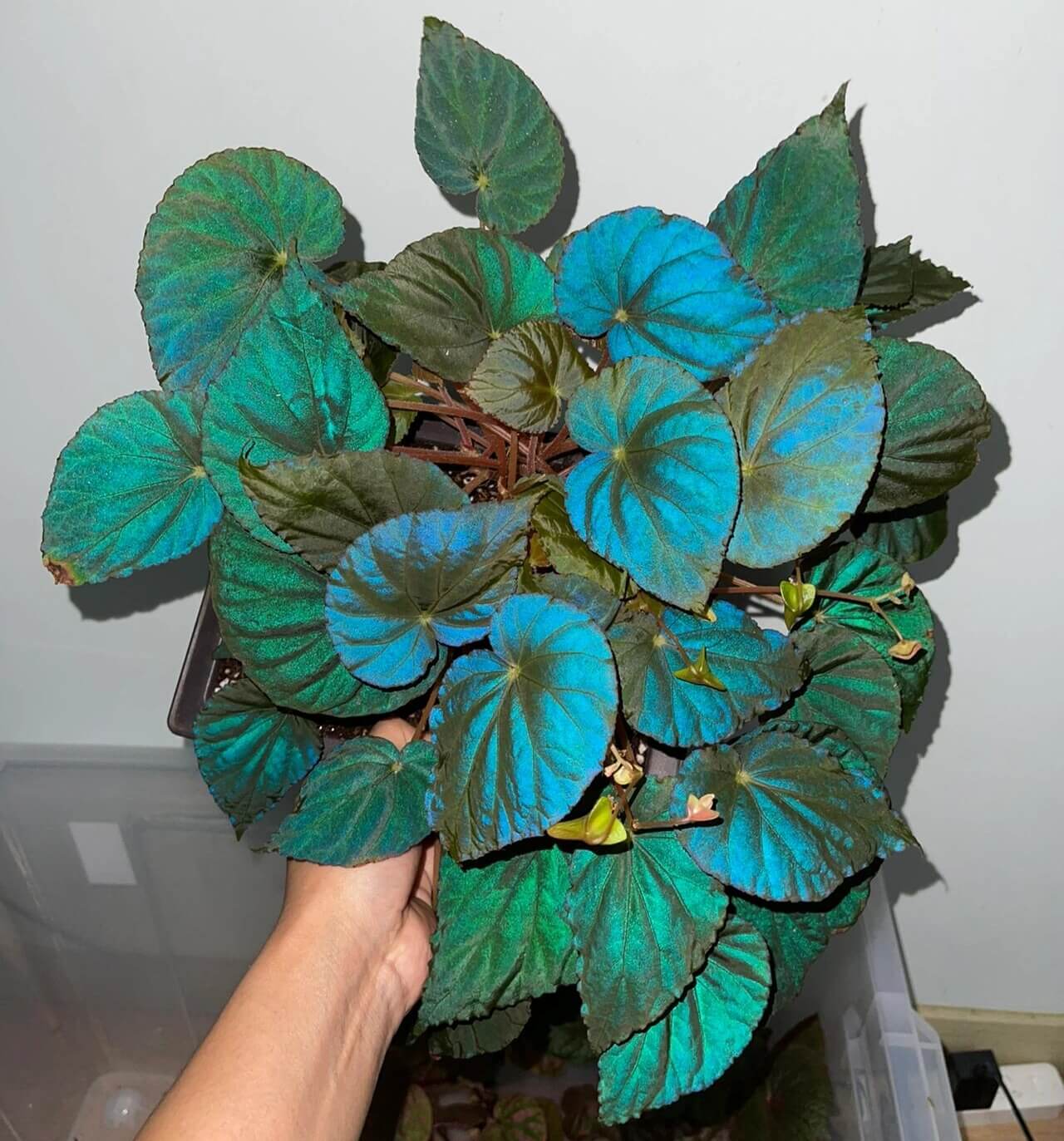 Begonia pavonina, often referred to as the Peacock Begonia, is a striking and visually captivating plant. Known for its unique, iridescent leaves that resemble the vibrant colors of a peacock's feathers, this begonia is a true showstopper in any indoor garden.