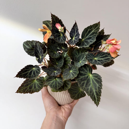 Begonia pearcei is a stunning tuberous begonia species native to the Andes Mountains of Bolivia. First introduced to Europe in 1864 by botanist Richard Pearce, it has since played a significant role in the development of modern begonia varieties. This begonia is celebrated for its striking foliage and bright yellow flowers, making it a must-have for collectors and plant enthusiasts.