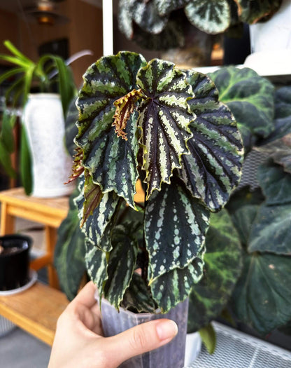 Begonia penrissenensis is a species of begonia native to Sarawak, Borneo. Growing habits: Temperature: It thrives in temperatures between 20°C and 26°C and grows quickly within this range. Light: It prefers partial shade and grows best in bright, indirect light, avoiding direct sunlight. Humidity: This plant enjoys high humidity, with the ideal level being above 90%. It is best cultivated in greenhouses, glass domes, or moist landscape settings to ensure healthy growth.