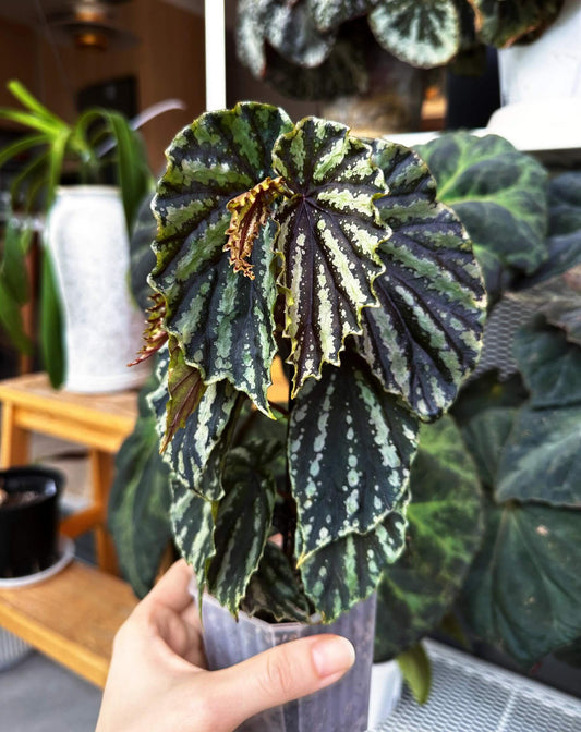 Begonia penrissenensis is a species of begonia native to Sarawak, Borneo. Growing habits: Temperature: It thrives in temperatures between 20°C and 26°C and grows quickly within this range. Light: It prefers partial shade and grows best in bright, indirect light, avoiding direct sunlight. Humidity: This plant enjoys high humidity, with the ideal level being above 90%. It is best cultivated in greenhouses, glass domes, or moist landscape settings to ensure healthy growth.