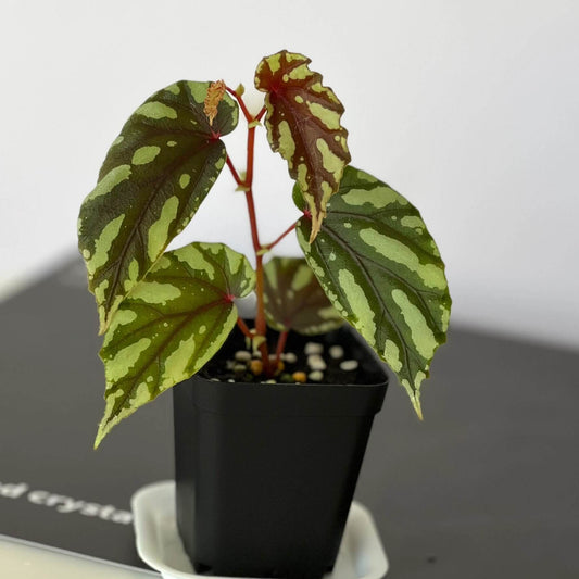 Begonia penrissenensis Type 2 is a species of begonia native to Sarawak, Borneo. Growing habits: Temperature: It thrives in temperatures between 20°C and 26°C and grows quickly within this range. Light: It prefers partial shade and grows best in bright, indirect light, avoiding direct sunlight. Humidity: This plant enjoys high humidity, with the ideal level being above 90%. It is best cultivated in greenhouses, glass domes, or moist landscape settings to ensure healthy growth.
