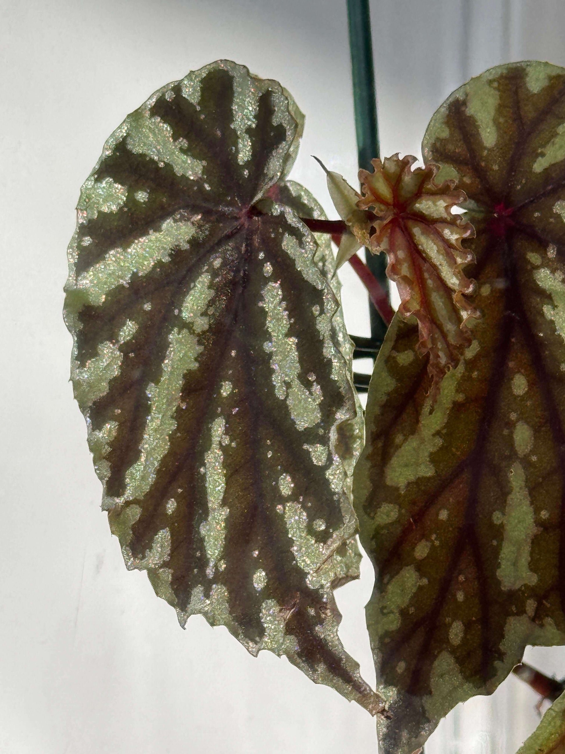 Begonia penrissenensis is a species of begonia native to Sarawak, Borneo. Growing habits: Temperature: It thrives in temperatures between 20°C and 26°C and grows quickly within this range. Light: It prefers partial shade and grows best in bright, indirect light, avoiding direct sunlight. Humidity: This plant enjoys high humidity, with the ideal level being above 90%. It is best cultivated in greenhouses, glass domes, or moist landscape settings to ensure healthy growth.