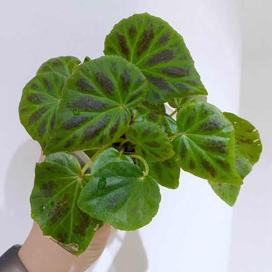 Begonia plebeja is a captivating begonia species native to Central America, often found in humid tropical environments. Known for its heart-shaped or kidney-shaped leaves, this begonia features a beautiful mix of green with deep green or chocolate-colored spots on the upper surface, while the underside is a striking purple-red. It thrives as an epiphytic or lithophytic plant and is ideal for terrariums, tropical gardens, or as an indoor ornamental plant.