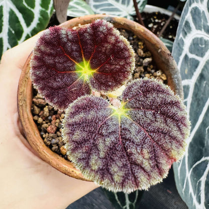 Begonia poilanei is a stunning begonia species from the Diploclinium section, first described by Ruth Kiew in 2007. Native to Vietnam and recorded in Laos, this begonia is a rare find with unique foliage and specific care requirements. Its beautiful leaves and preference for high humidity make it an ideal choice for collectors looking to grow a distinctive and exotic plant.