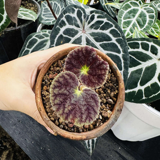 Begonia poilanei is a stunning begonia species from the Diploclinium section, first described by Ruth Kiew in 2007. Native to Vietnam and recorded in Laos, this begonia is a rare find with unique foliage and specific care requirements. Its beautiful leaves and preference for high humidity make it an ideal choice for collectors looking to grow a distinctive and exotic plant.