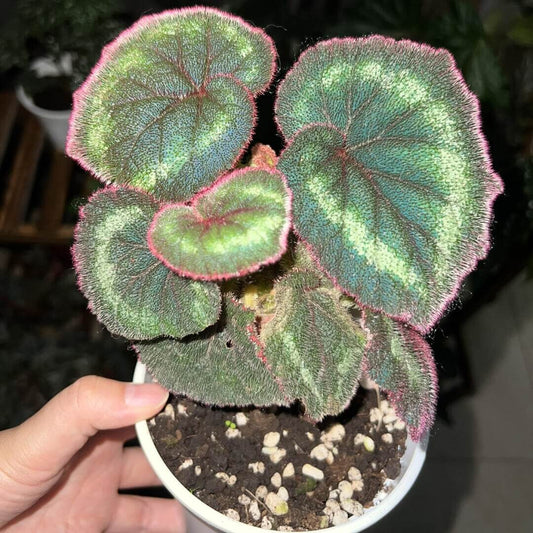 Begonia polytricha, native to China, is a striking foliage plant known for its deep green, heart-shaped leaves adorned with a distinct ring of lighter green patches. The leaf surface is densely covered with fine hairs, giving it a velvety texture, while the margins are lined with noticeable red hairs that add vivid contrast and ornamental appeal.